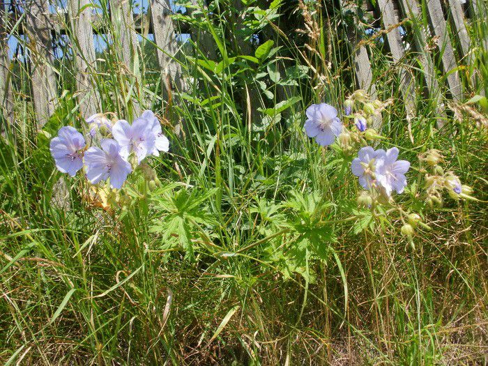 Geranium pratense, Geraniaceae - Flora spontana