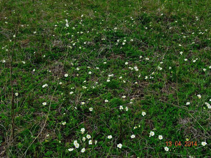 DSC01971 - Plante in natura 2014