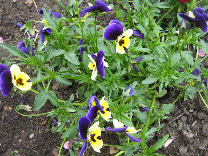 flori de primavara 002 - In gradina mea