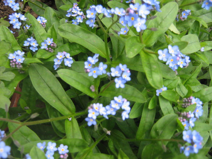 flori de primavara 003 - In gradina mea