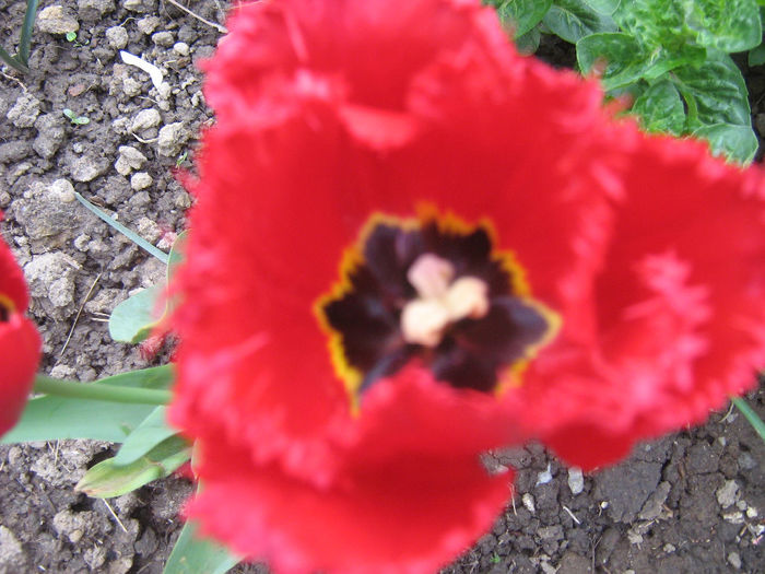 flori de primavara 004 - In gradina mea