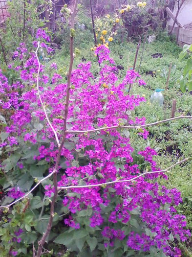 lunaria
