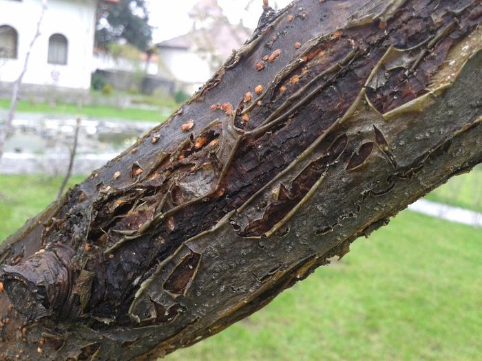 nectria galligena - Boli