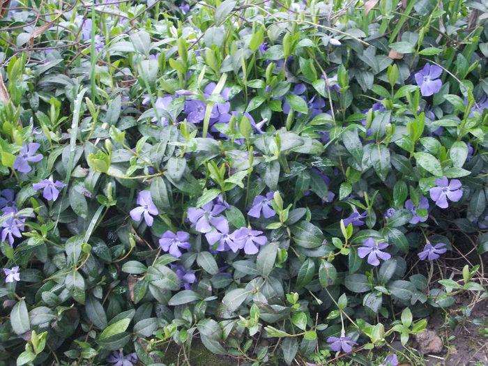 Vinca