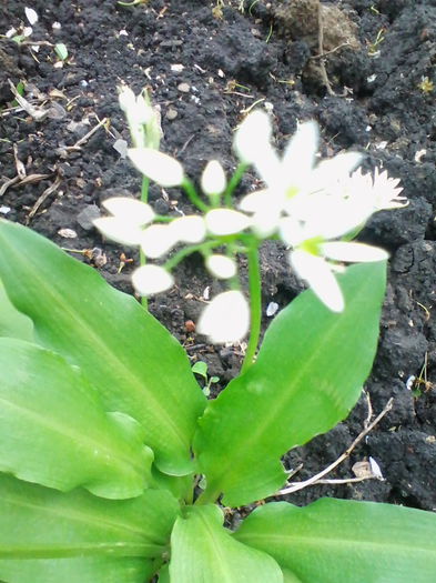 leurda - a-a PLANTE MEDICINALE-2014