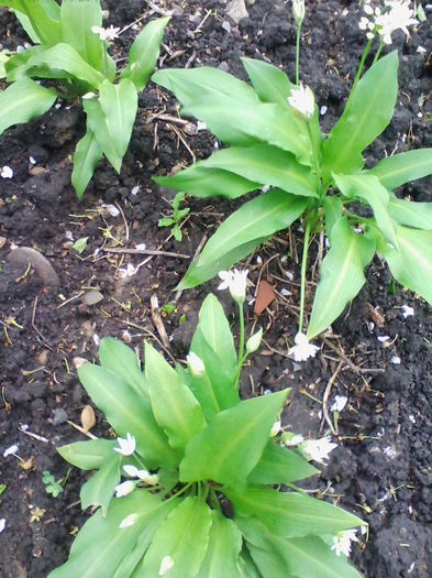 leurda - a-a PLANTE MEDICINALE-2014