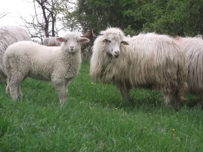 Picture 222 - Productia De Miei 2014