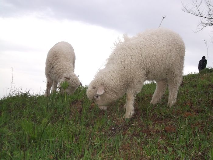 Picture 246 - Productia De Miei 2014