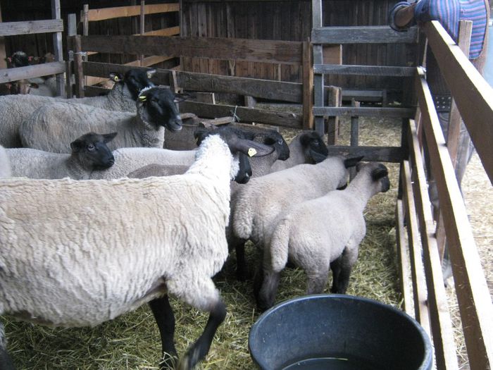 oile in martie 2014 - 1animale ce cresc alatok a mit most tartok
