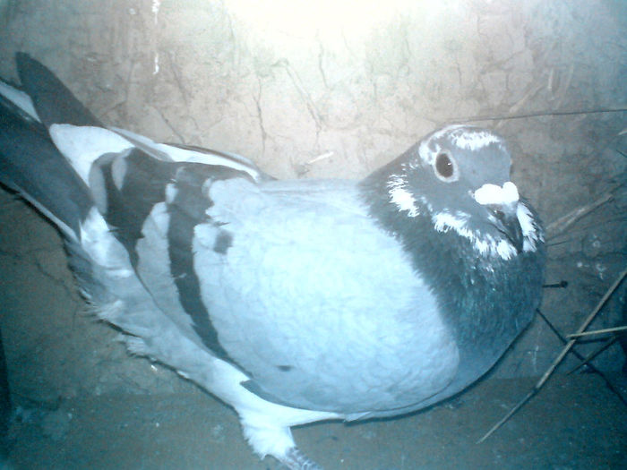 DSC00521 - Porumbei pe care nu-i mai detin