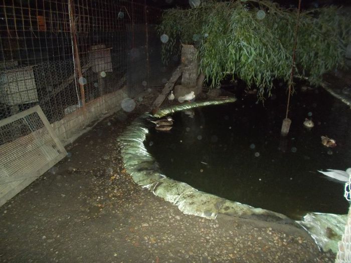  - RATE EXOTICE-exotic ducks