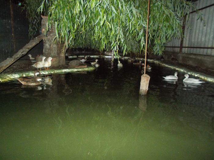  - RATE EXOTICE-exotic ducks