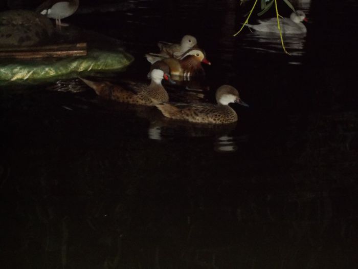  - RATE EXOTICE-exotic ducks