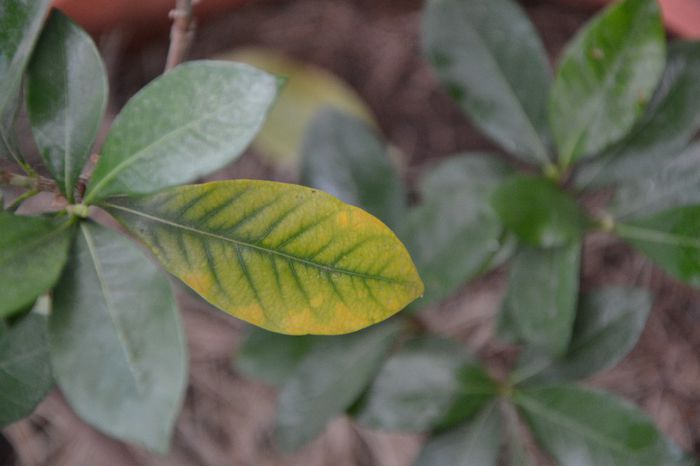 Lipsa de fier - Gardenia Jasminoidis ingrijire