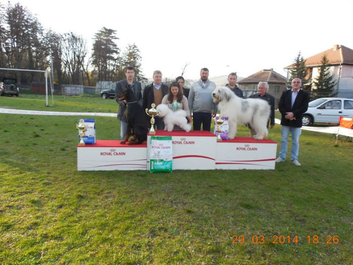 REZ BEST IN SHOW MEDIAS 2014; Cerna de Tohanul Nou
Rezultate sambata Campionatul National al Ciobanestilor Romanesti Bucuresti 12.04.2014: Exl 1,CACJ,Best Junior,Best Bitch,BOB,Rez BIS

CAC Bucuresti , 12 .04.2014 : Exl 1,CACJ,Bes
