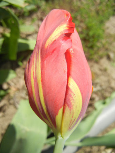 Bright Parrot_TBV tulip (2014, April 09) - Bright Parrot TBV tulip