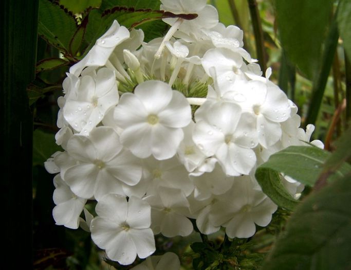 Phlox p. David- 12 lei