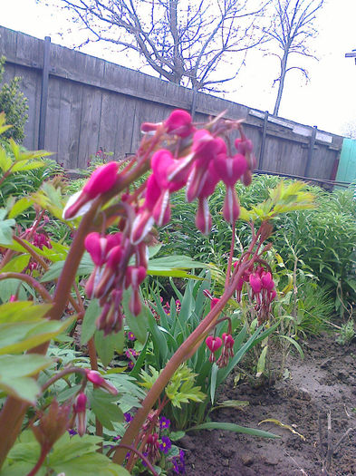 Fotografie0479 - aprilie 2014