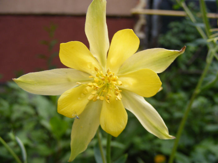 Aquilegia chrysantha yellow queen