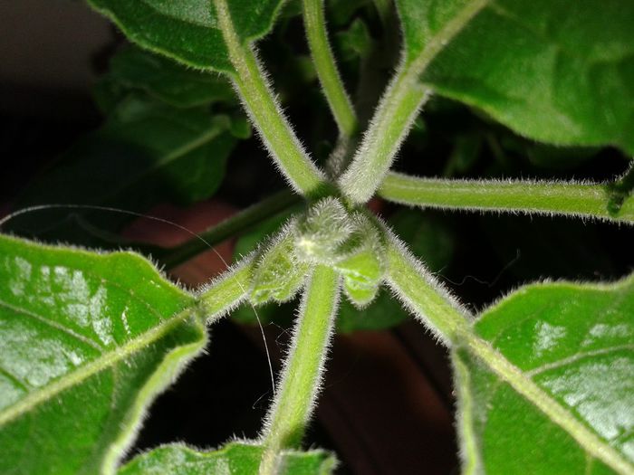 brugmansia sanguinea - d2014 aprilie