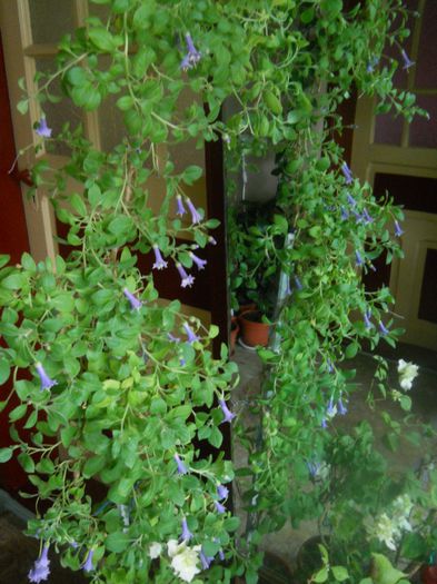 DSCN5793