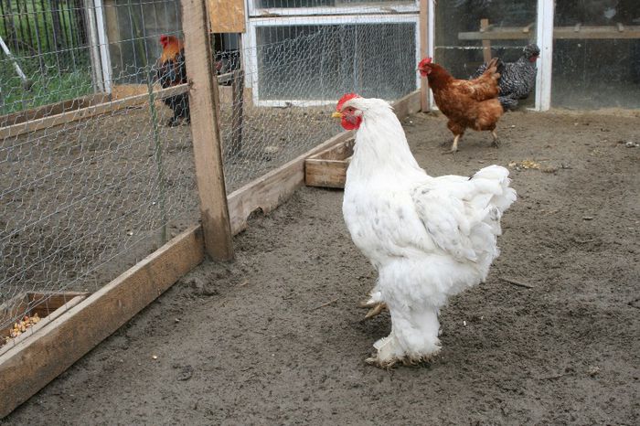 12.04.2014 242 - 2013-2014 Gaini