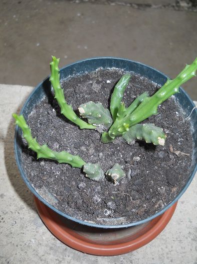 steaua serifului - flori de interior 2014