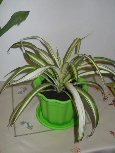 DSCN0382 - flori de interior 2014