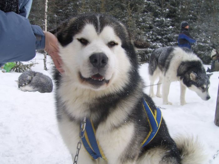 SV102721 - Concursuri husky malamut