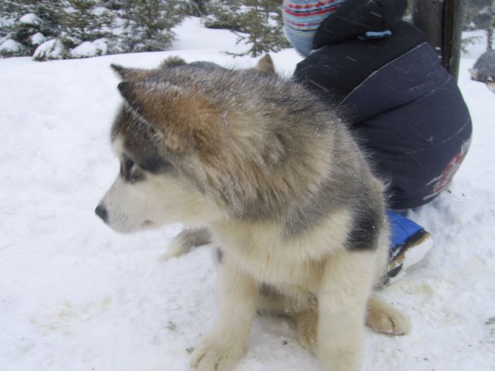 SV102727 - Concursuri husky malamut