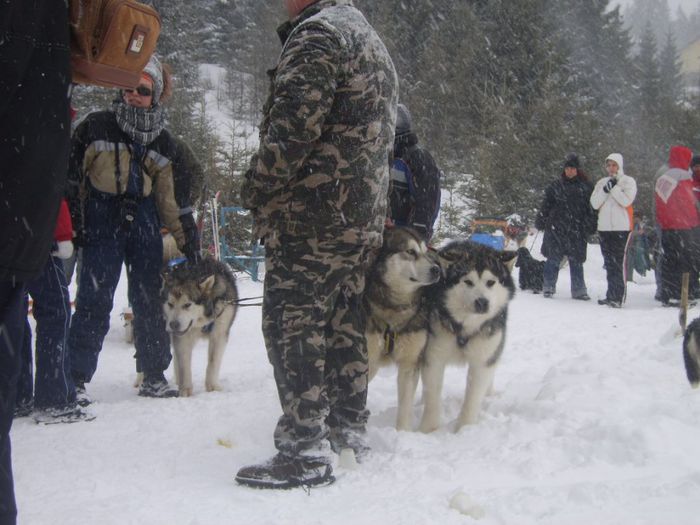 SV102733 - Concursuri husky malamut