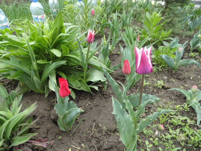 lalele pitice - PLANTELE MELE DIN GRADINA2014