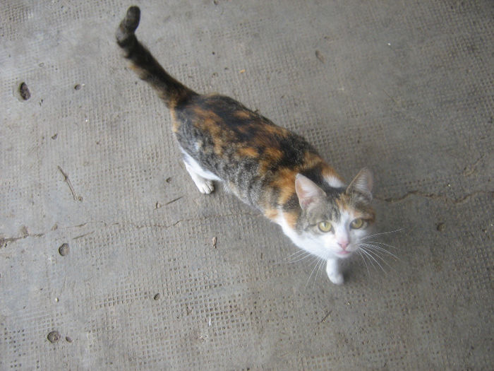 printesa la plimbare.