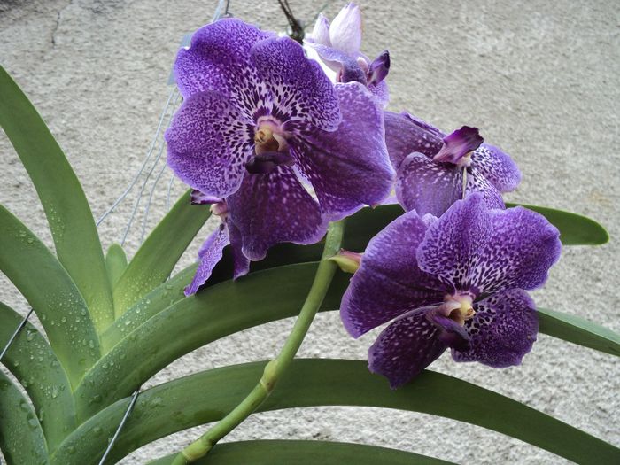 poze 2014 288 - Vanda