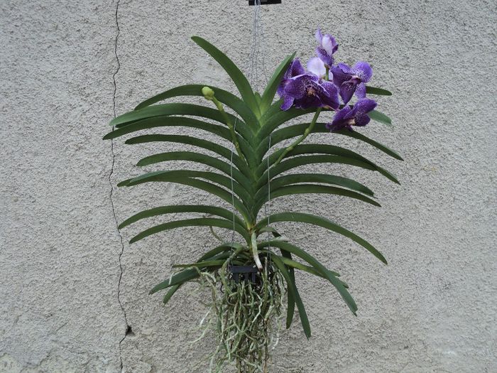 poze 2014 289 - Vanda