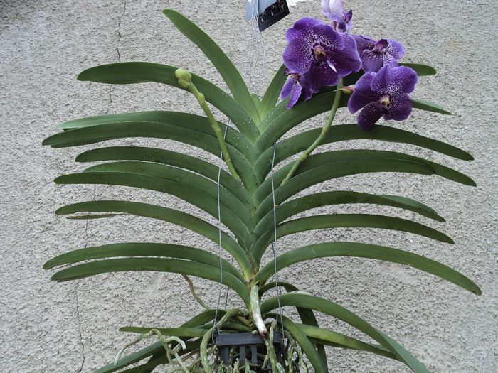 poze 2014 290 - Vanda