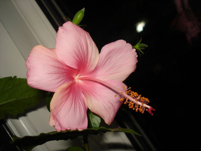 DSC07878 - HIBISCUS 2014