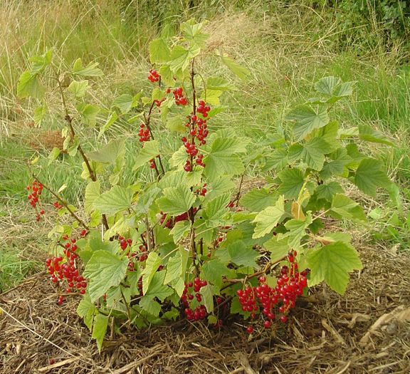 Coacaz rosu; (Ribes rubrum)original din Tibet.rezista Pina la -38 de grade
