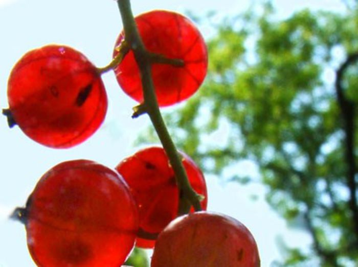 Coacaz rosu-fructe; (Ribes rubrum)
