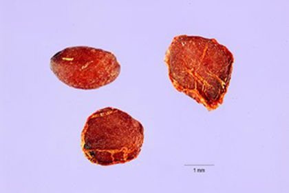 coacaz rosu-seminte; (Ribes rubrum)
