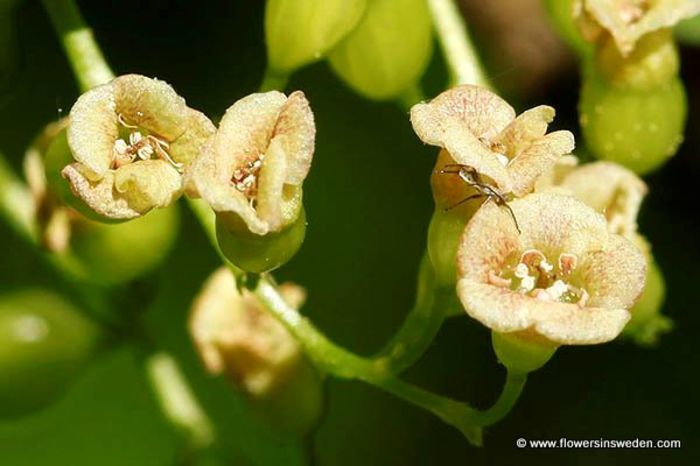 Coacaz rosu-flori - arbusti exotici