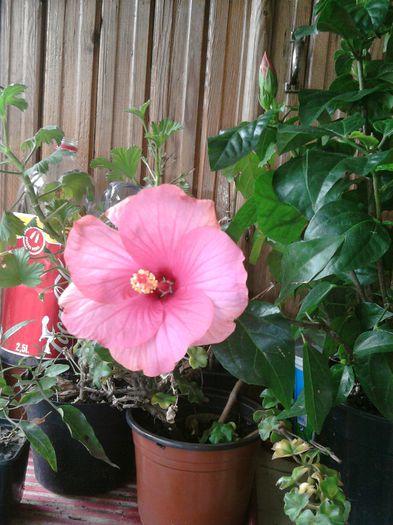 511 - HIBISCUS 2013-2014