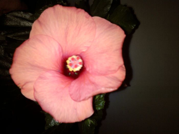020 - HIBISCUS 2013-2014