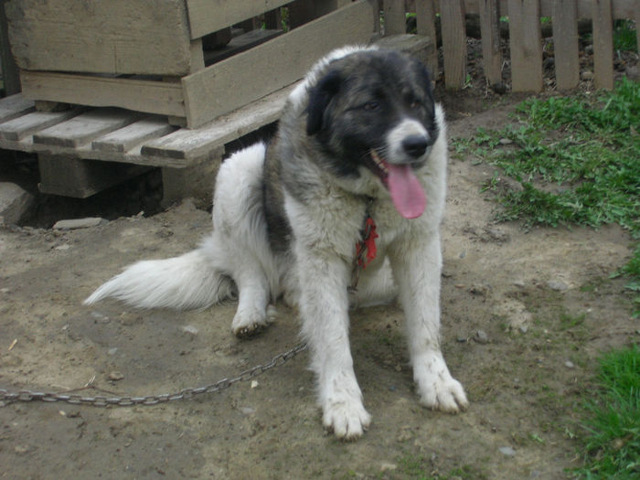 SANY0141 - MOLDA DE RACOVA