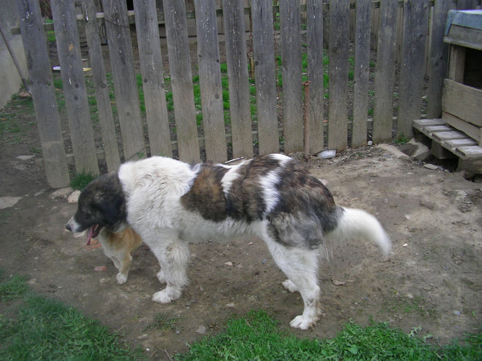 SANY0138 - MOLDA DE RACOVA