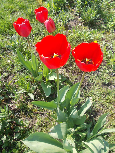 011 - Spring Flowers