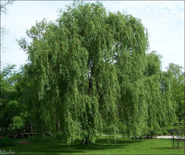 Salix alba