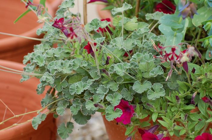 Pelargonium sidoides