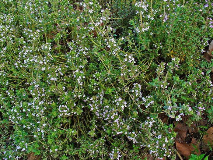Thymus vulgaris - 2-de vanzare 2019-2020-SEMINTE IERBURI FOLOSITOARE SI PLANTE MEDICINALE RARE
