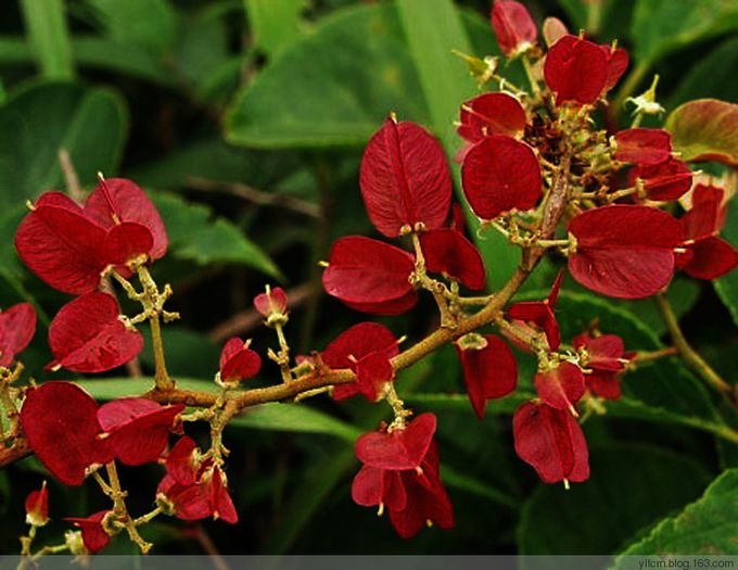 Tripterygium wilfordii - 2-de vanzare 2019-2020-SEMINTE IERBURI FOLOSITOARE SI PLANTE MEDICINALE RARE